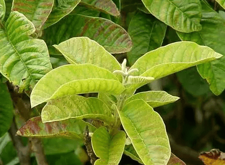 GUAVA LEAVES