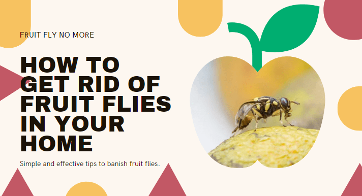to get rid of fruit flies
